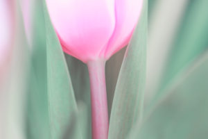 tulips tulips